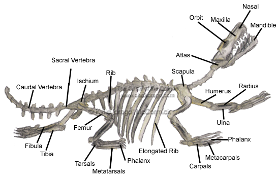 Eastern Dragon Anatomy based on Crocodylia and volans lizard anatomy.