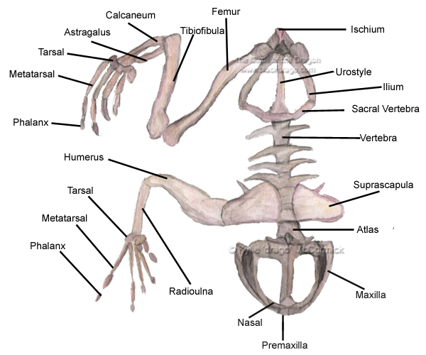 circulatory system diagram unlabeled. as well Circulatory+system