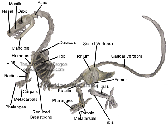Eastern Dragon Anatomy based on Chrysopelea and Sphenodon anatomy.